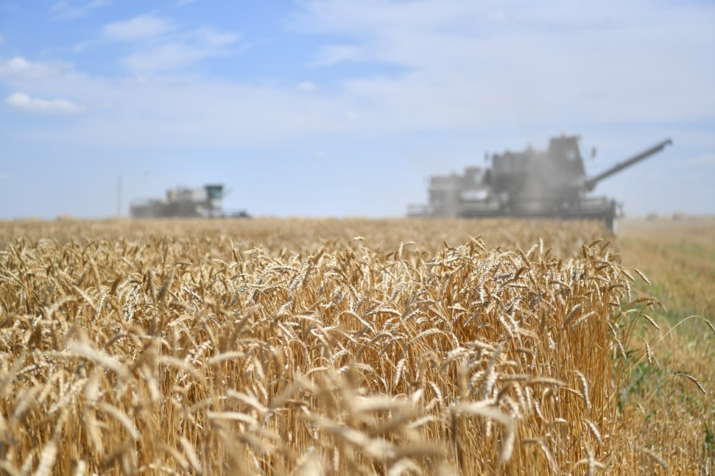 В Саратовской области собрали 5 миллионов тонн зерна.