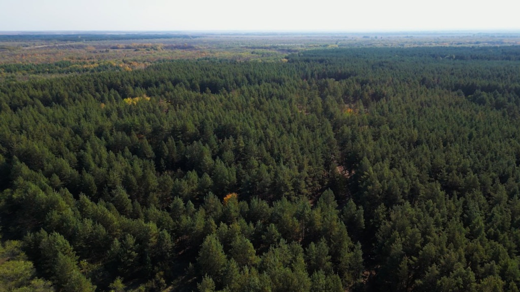 На 4 тысячи гектаров увеличилась площадь лесов в Саратовской области. 